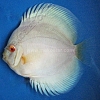 Albino Blue Diamond 7 - 8 cm Albino-Blue-Diamond-7-8-cm