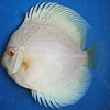 Albino Blue Diamond 9 - 10 cm Albino-Blue-Diamond-9-10-cm