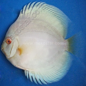 Albino Blue Diamond 9 - 10 cm Albino-Blue-Diamond-9-10-cm