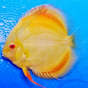 Albino Golden 11 - 12 cm Albino-Golden-11-12-cm