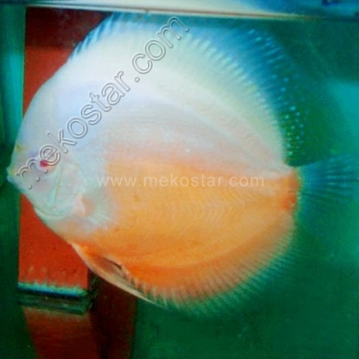 Albino Snow White 13 - 14 cm