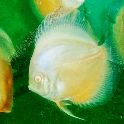 Albino Snow White 9 - 10 cm