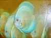 Blue Diamond 11 - 12 cm Blue-Diamond-11-12-cm