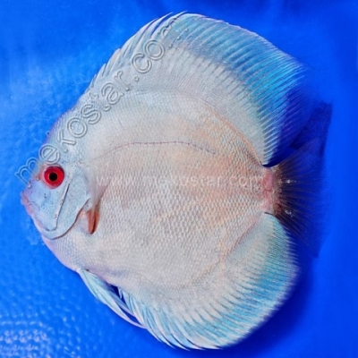 Blue Diamond 13 - 14 cm