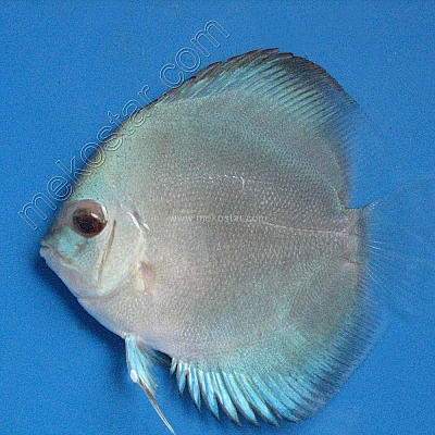 Blue Diamond 5 - 6 cm Blue Diamond 5 - 6 cm