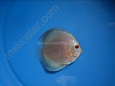 Blue Diamond 7 - 8 cm