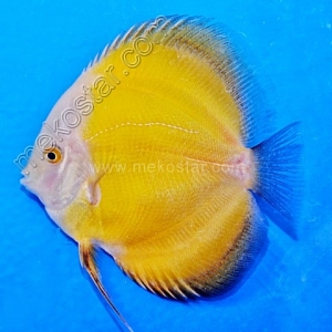 Golden 13 - 14 cm Golden-13-14-cm