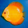 Golden 9 - 10 cm Golden-9-10-cm
