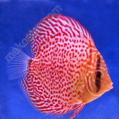 Leopard 9 - 10 cm