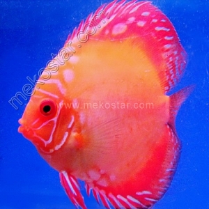 Malboro 13 - 14 cm Malboro-13-14-cm