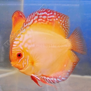 Malboro 15 - 16 cm Malboro-15-16-cm