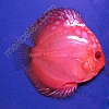 Malboro 5 - 6 cm Malboro-5-6-cm