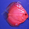 Malboro 7 - 8 cm Malboro-7-8-cm