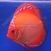 Malboro 9 - 10 cm Malboro-9-10-cm