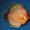 Pearl Pigeon 7 - 8 cm Pearl-Pigeon-7-8-cm