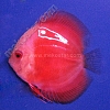 Red Melon White Face 5 - 6 cm Red-Melon-White-Face-5-6-cm