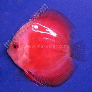 Red Melon White Face 5 - 6 cm Red-Melon-White-Face-5-6-cm