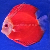 Red Melon White Face 9 - 10 cm Red-Melon-White-Face-9-10-cm