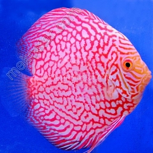 Red Pearl Pigeon 15 - 16 cm Red-Pearl-Pigeon-15-16-cm
