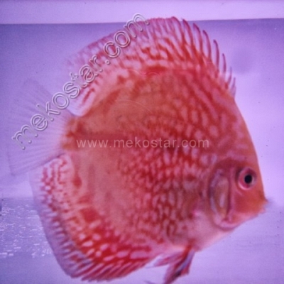 Red Pearl Pigeon 5 - 6 cm