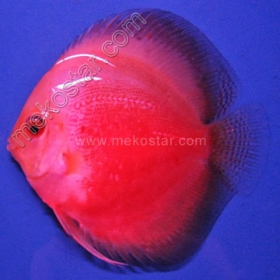 Red & White 13 - 14 cm