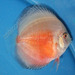 Red & White 5 - 6 cm Red-White-5-6-cm