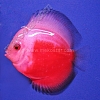 Red & White 7 - 8 cm Red-White-7-8-cm