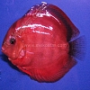 Rose Red 11 - 12 cm Rose-Red-11-12-cm