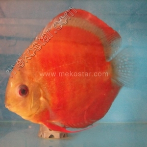 Rose-Red-13-14-cm