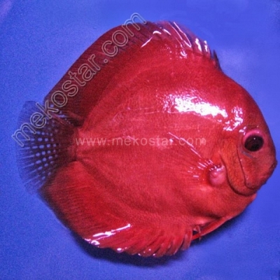 Rose Red 15 - 16 cm