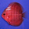 Rose Red 5 - 6 cm Rose-Red-5-6-cm