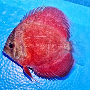 Rose-Red-7-8-cm