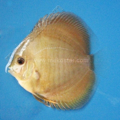 Snake Turquoise Red Spot 5 - 6 cm Snake Turquoise Red Spot 5 - 6 cm
