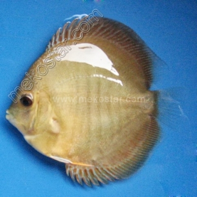 Snake Turquoise Red Spot 7 - 8 cm