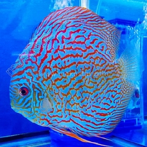 Turquoise Red 17 up Turquoise-Red-17-up