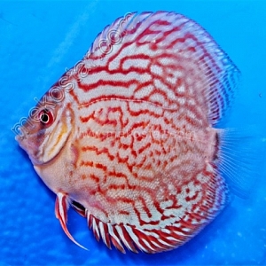 Turquoise Red 9 - 10 cm Turquoise-Red-9-10-cm